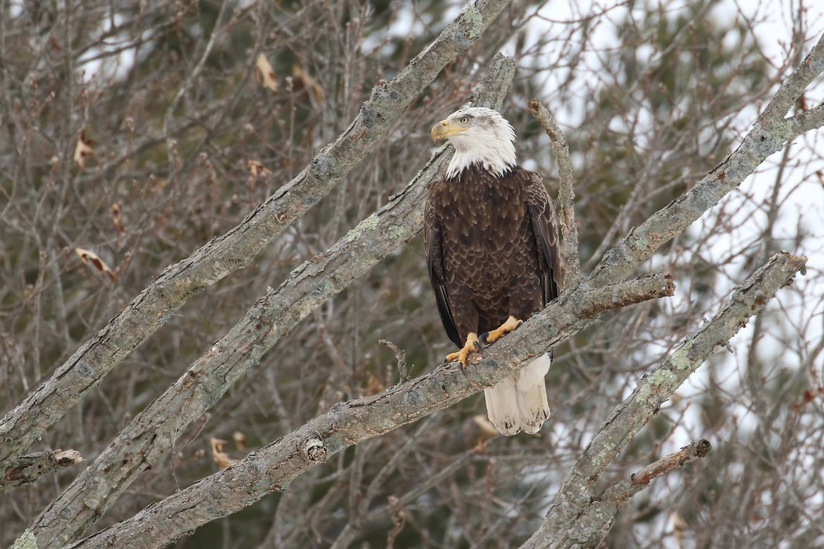 Bald Eagle - Allen Schenck