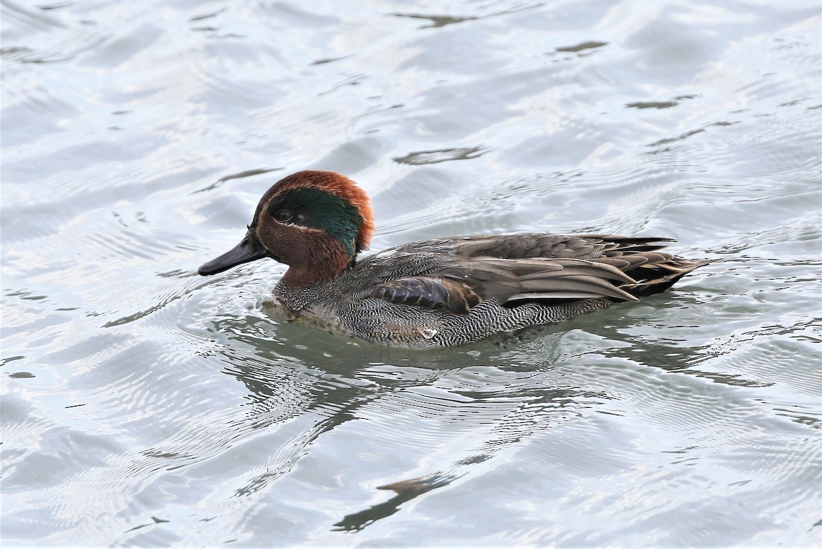 Green-winged Teal - ML310517821