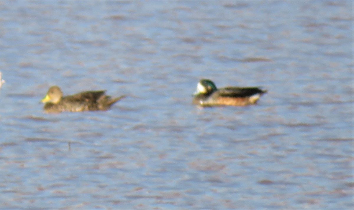 Chiloe Wigeon - ML310519601