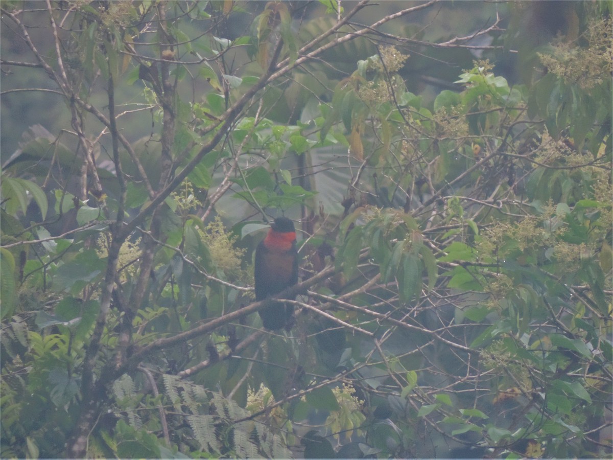 Red-ruffed Fruitcrow - ML310519921
