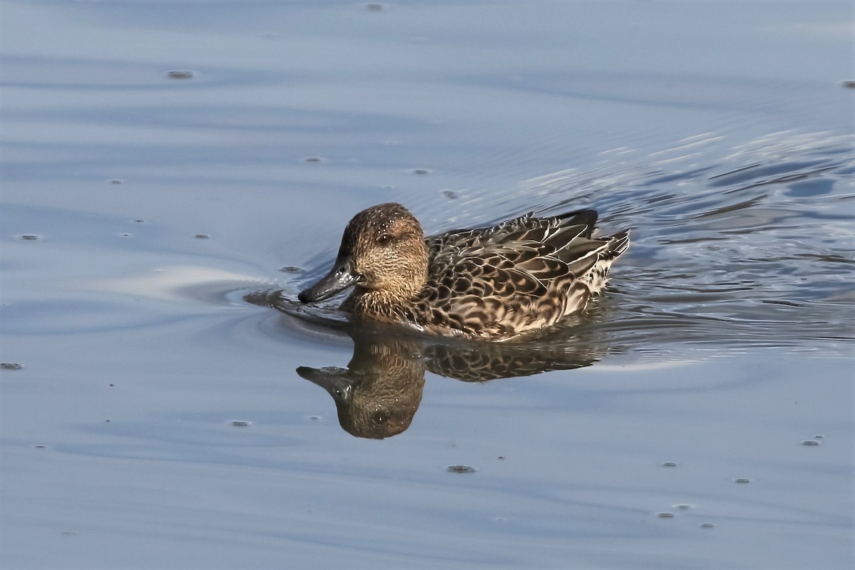 Green-winged Teal - ML310519951
