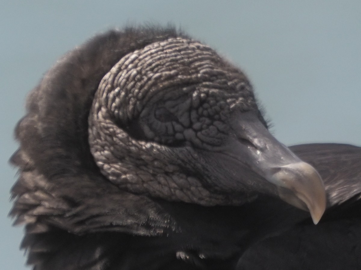 Black Vulture - Milton Paul