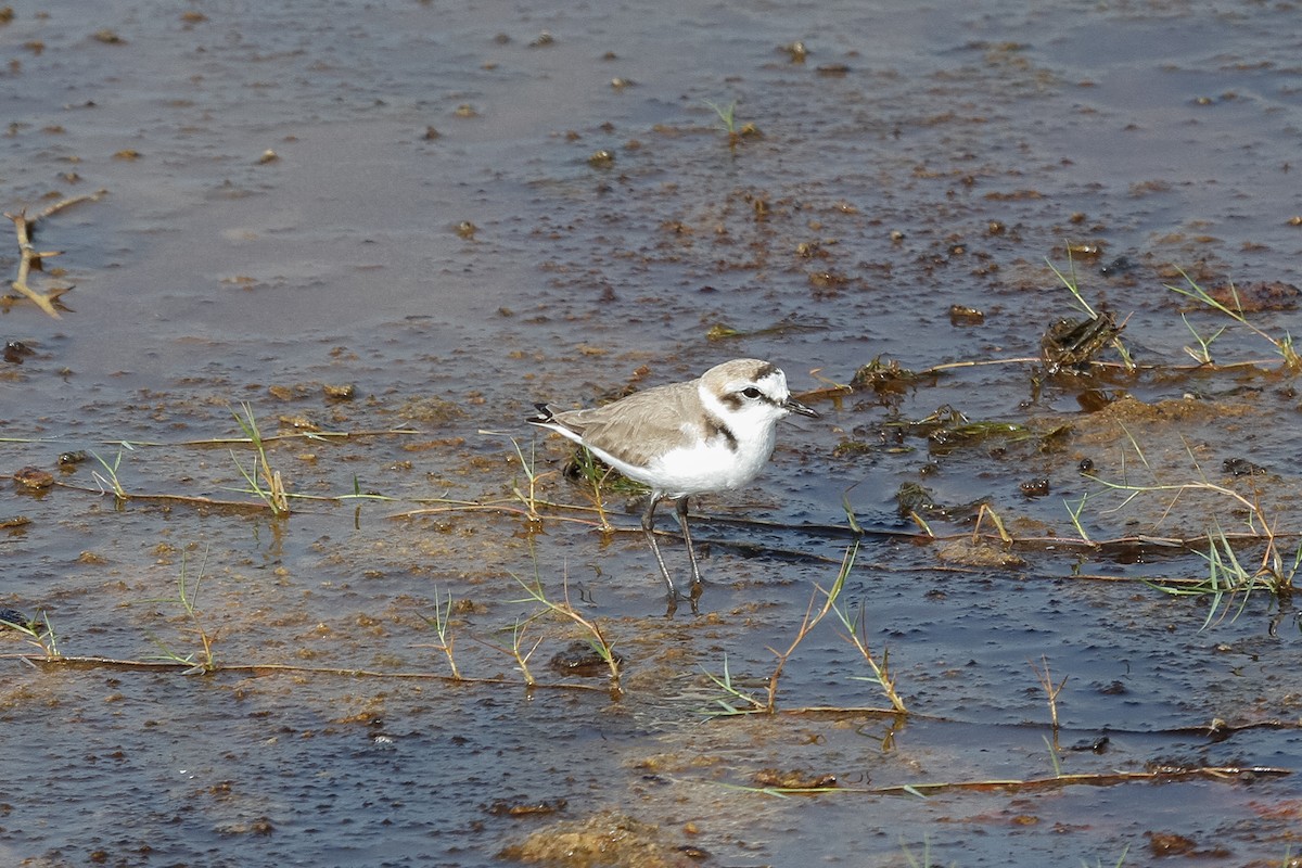 Kentish Plover (Hanuman) - ML310523911