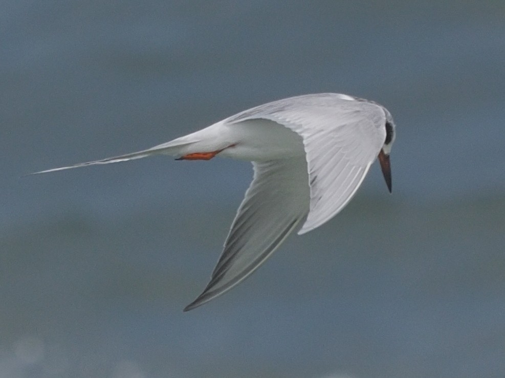 Forster's Tern - Milton Paul