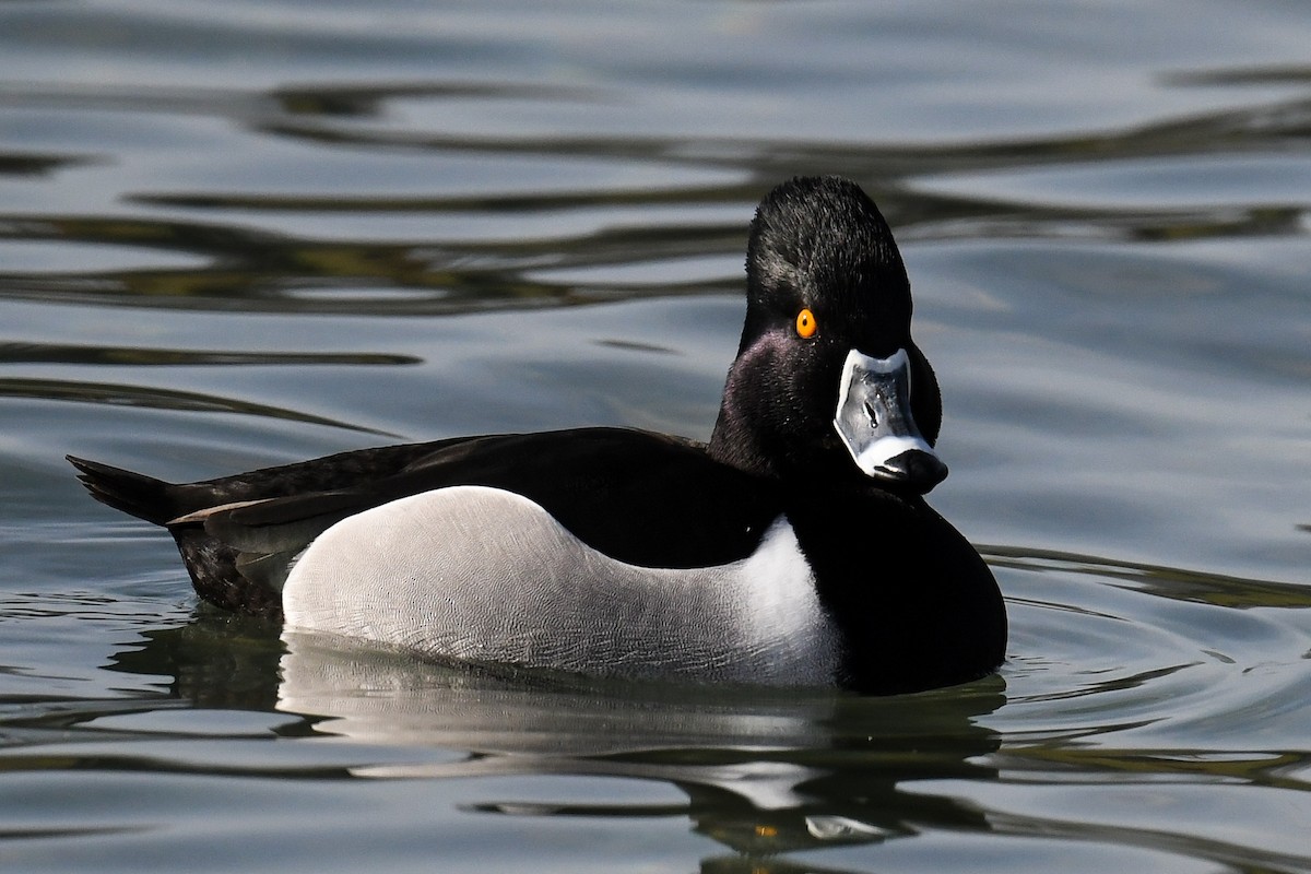 Ring-necked Duck - Maryse Neukomm