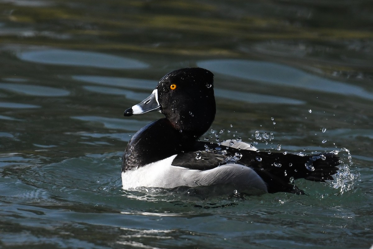 Ring-necked Duck - ML310526111