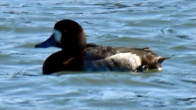 Greater Scaup - ML310526621