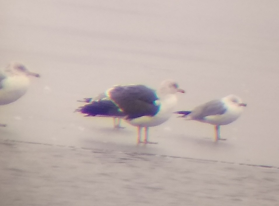 Lesser Black-backed Gull - ML310526771