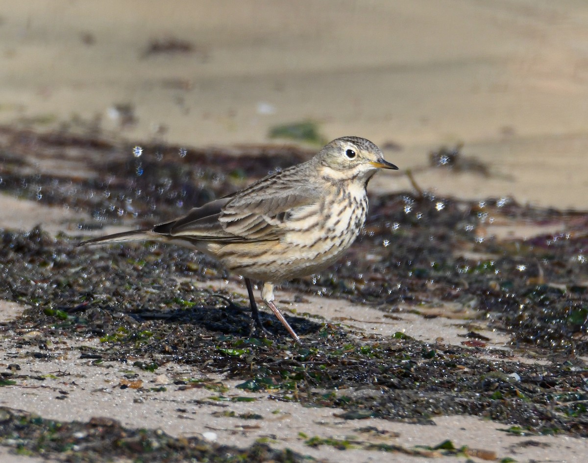 American Pipit - Trevor Ambrico