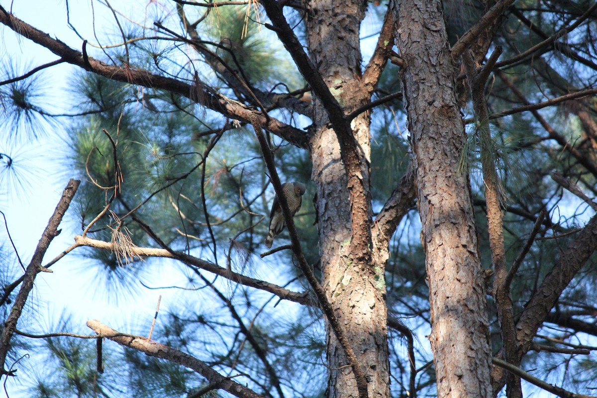 Sharp-shinned Hawk - ML310532001