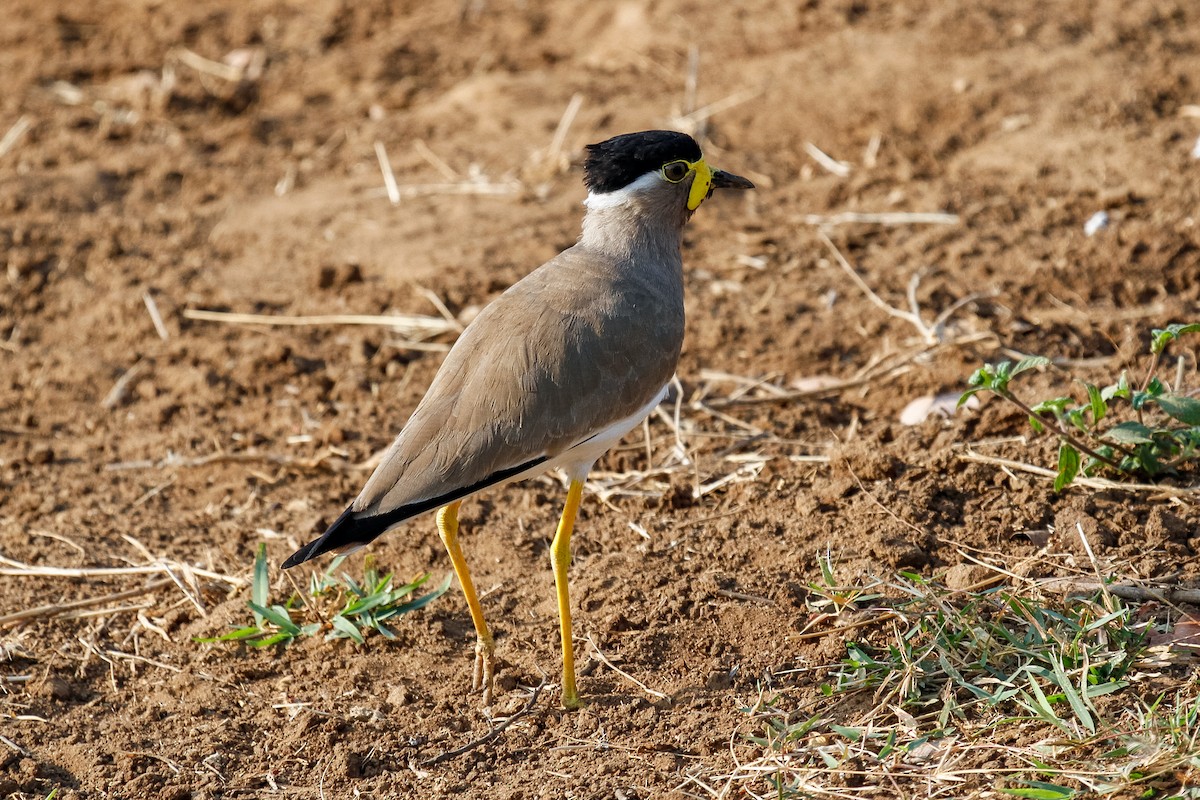 Yellow-wattled Lapwing - Peter Kennerley