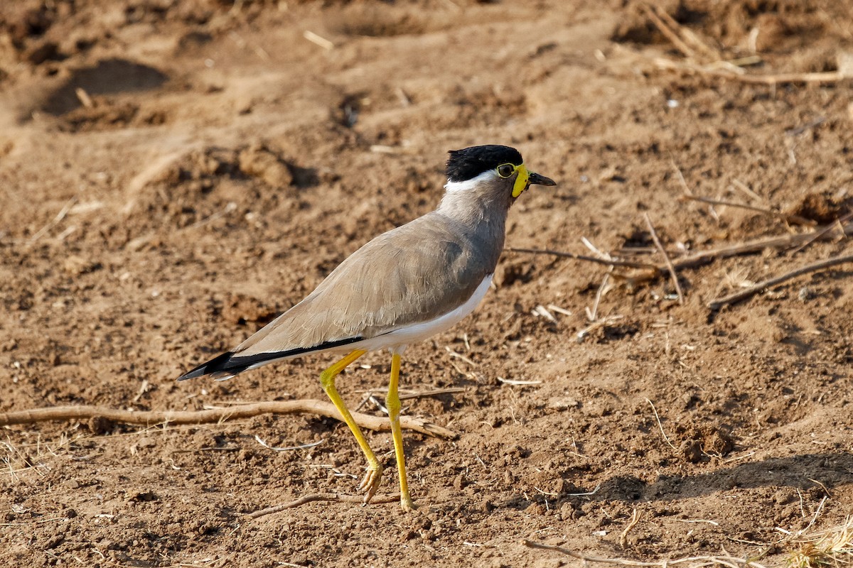 Yellow-wattled Lapwing - Peter Kennerley