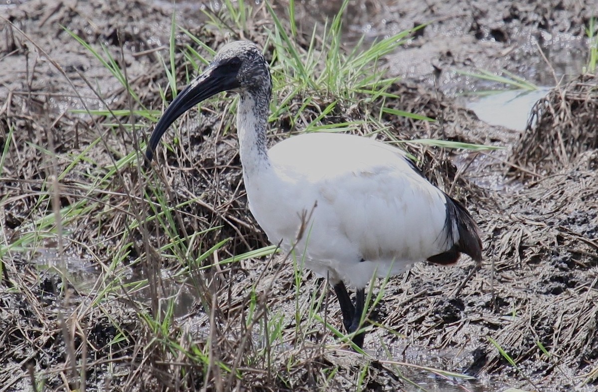 African Sacred Ibis - ML310532731