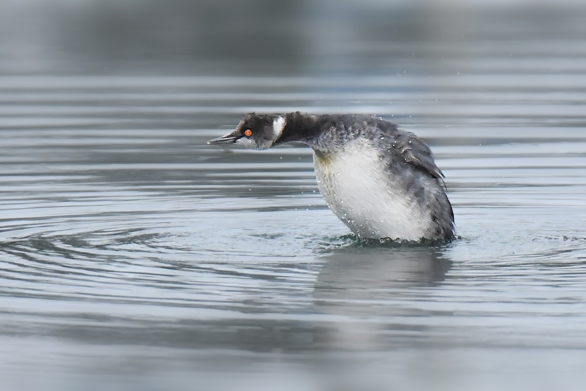 Eared Grebe - ML310533211