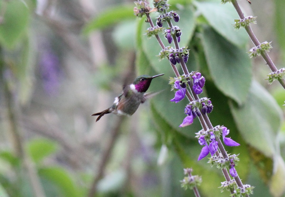 Amethyst Woodstar - ML310535031