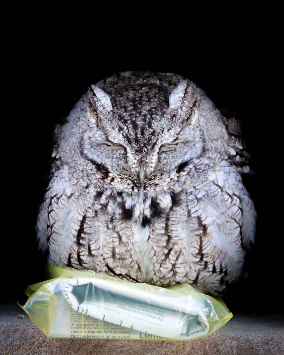 Eastern Screech-Owl - ML310536241