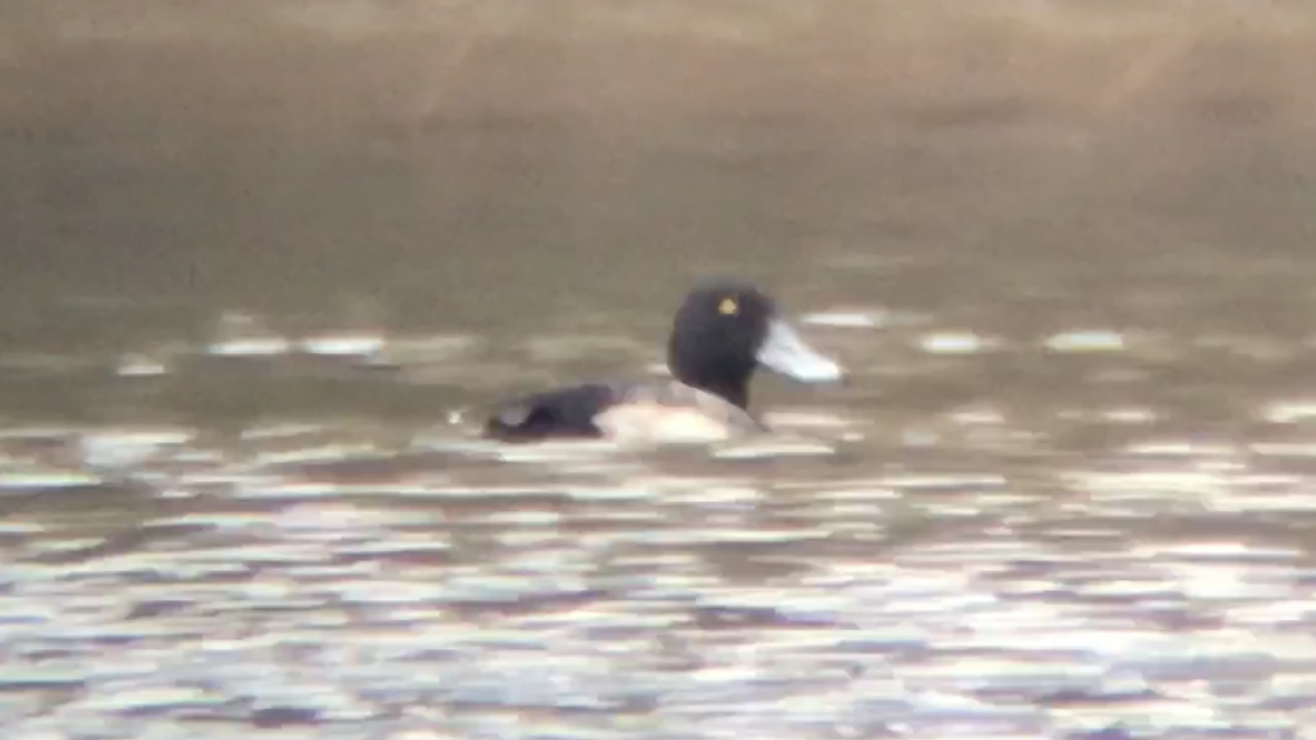 Greater Scaup - ML310537461