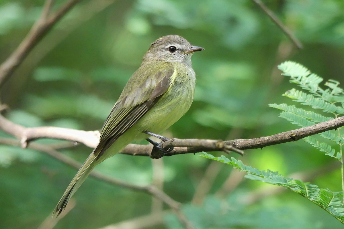 Greenish Elaenia - ML310540031