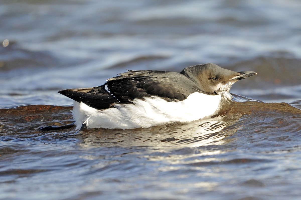 Thick-billed Murre - Guy Stevens