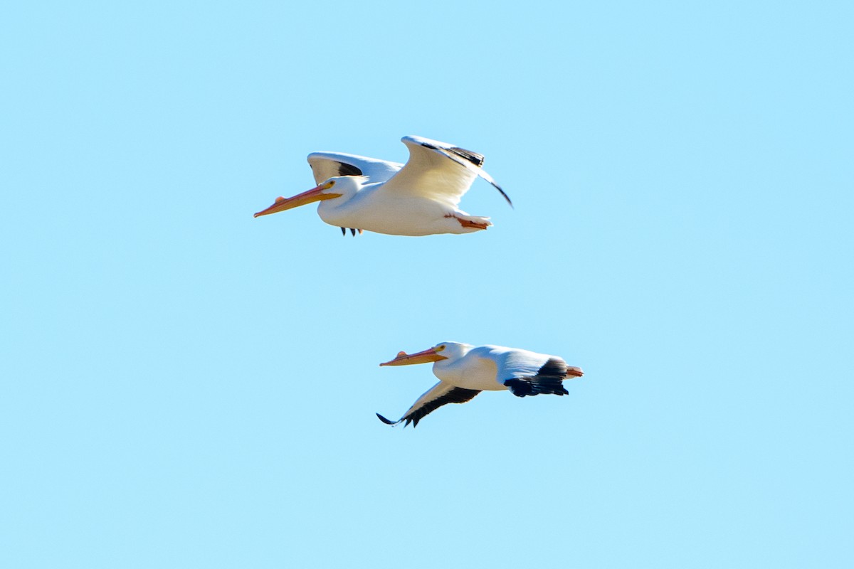 American White Pelican - ML310541691