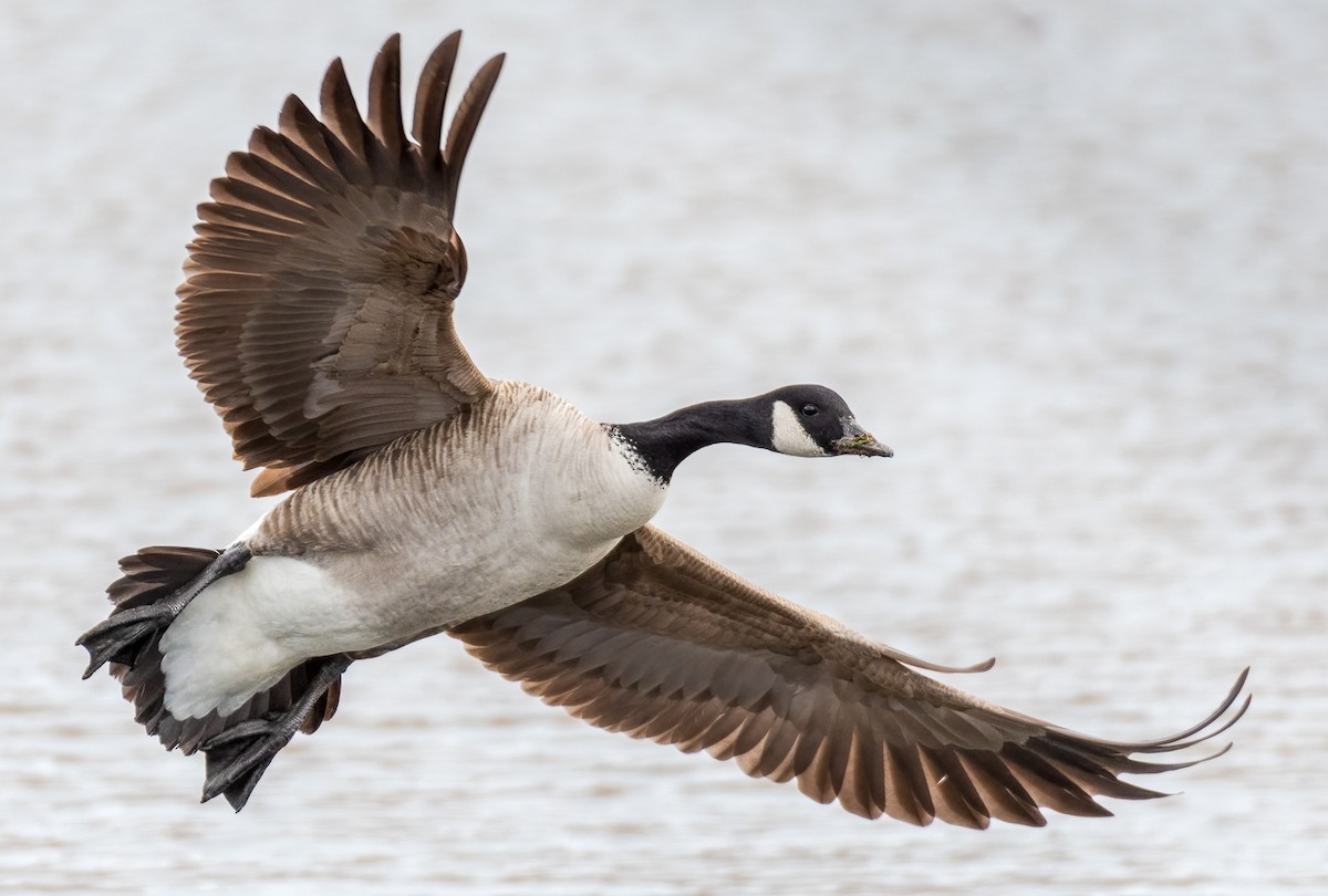 Canada Goose - ML310544881