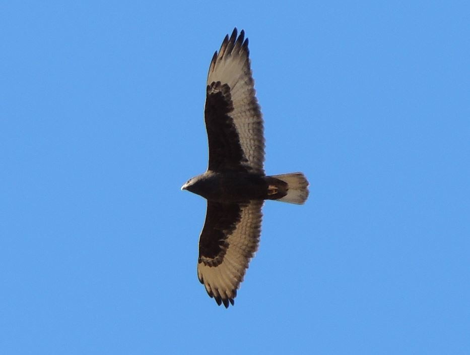 Ferruginous Hawk - ML310545101