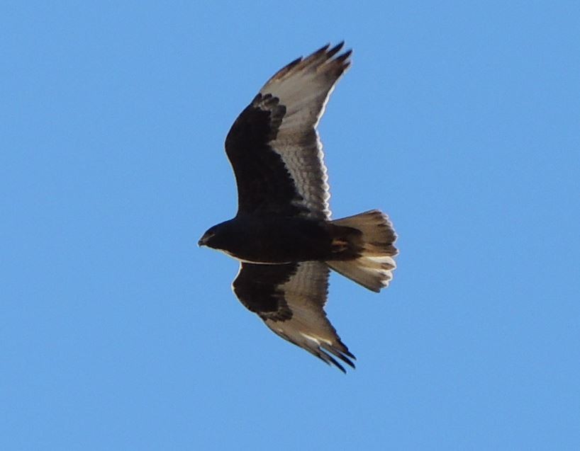 Ferruginous Hawk - ML310545121