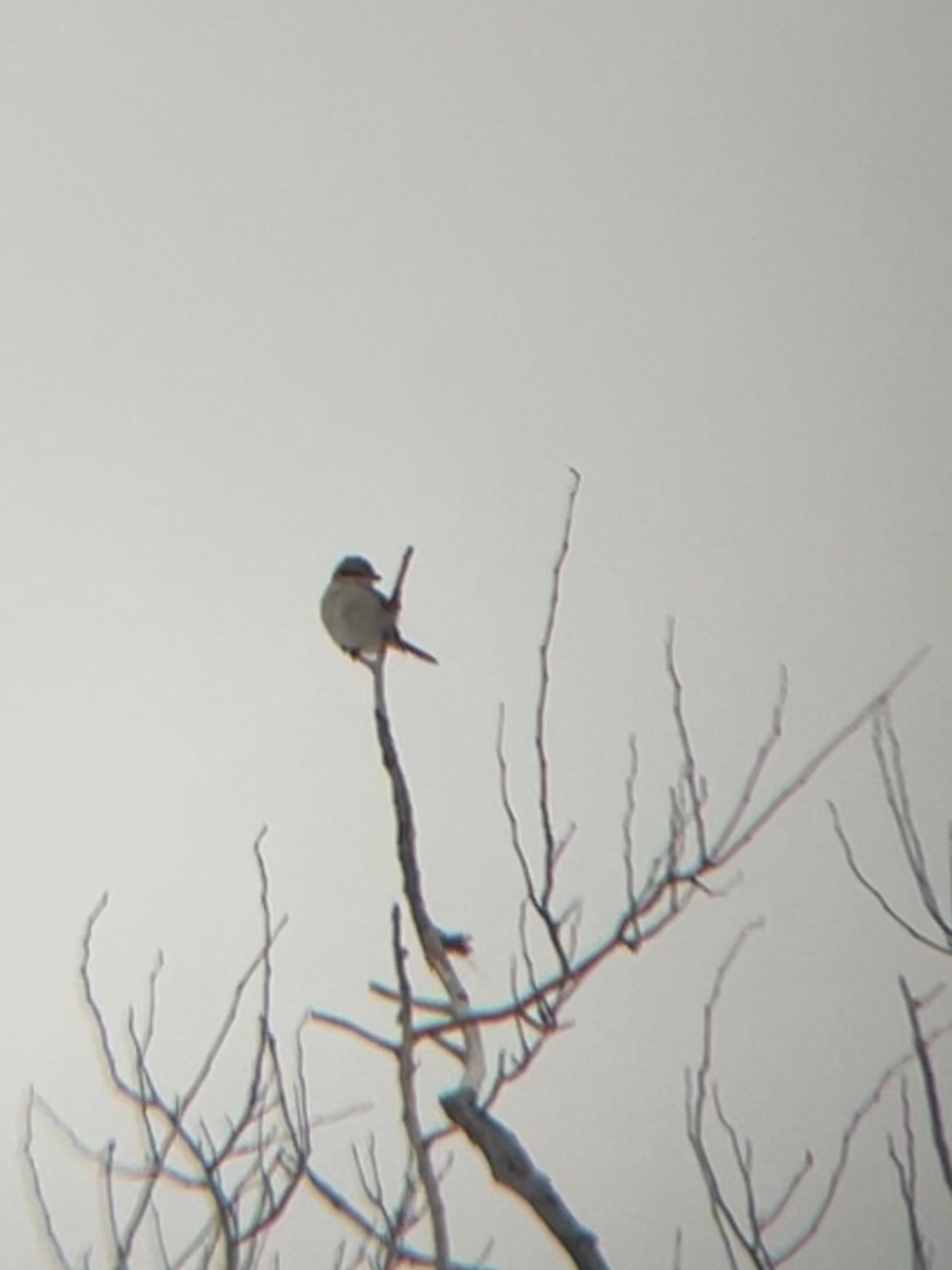 Northern Shrike - ML310545641