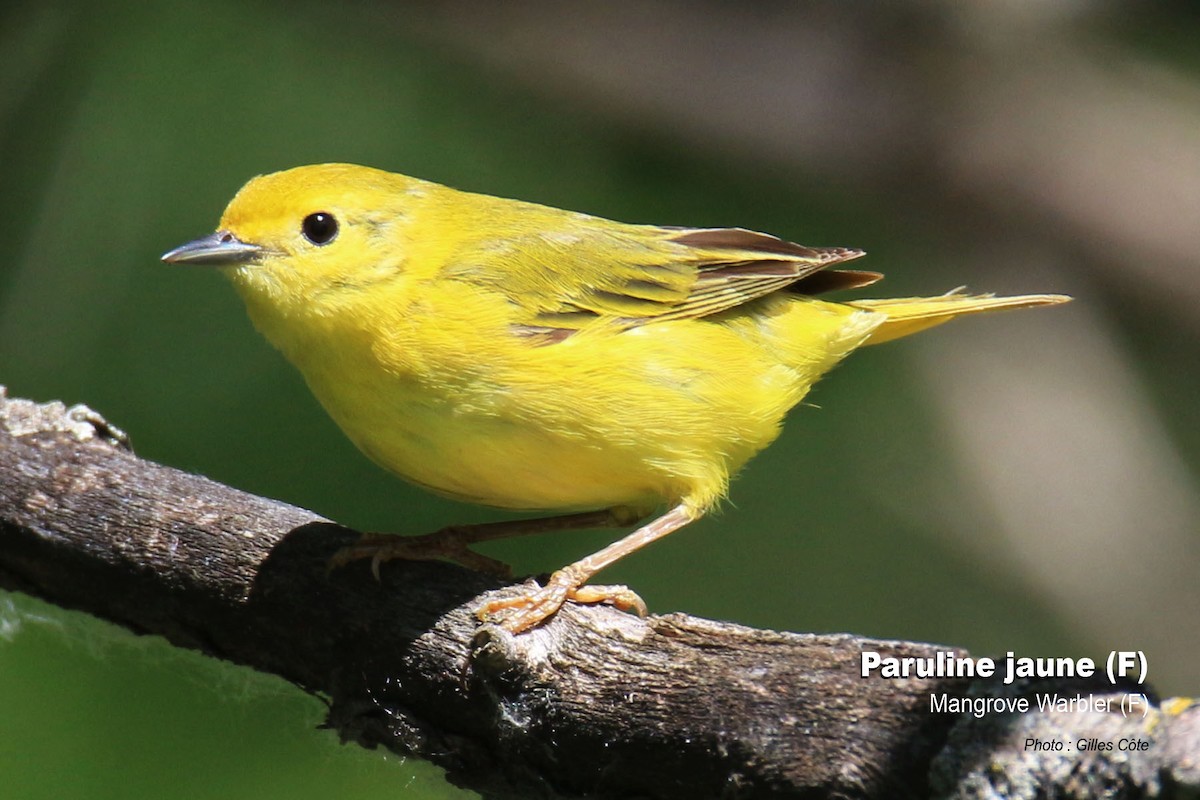 Paruline jaune - ML310546131