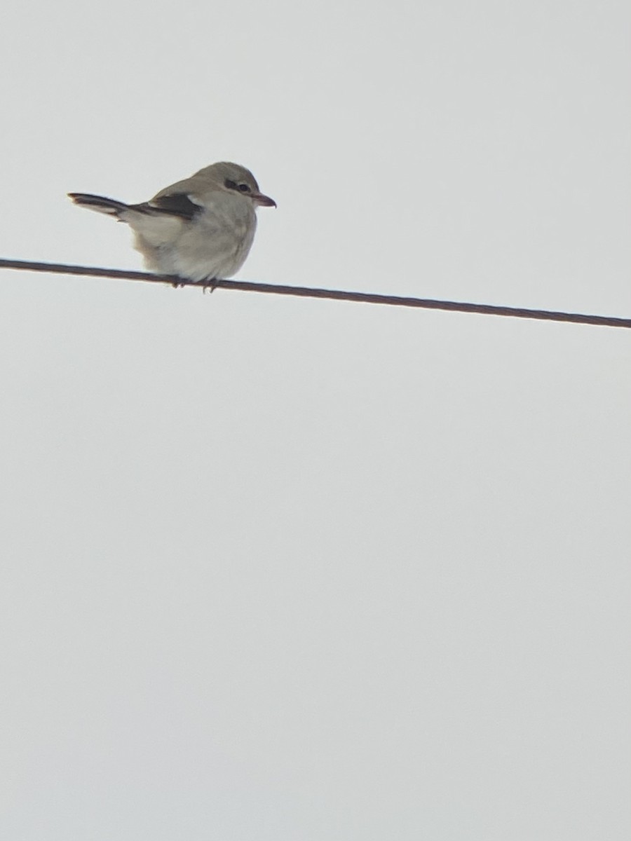 Northern Shrike - ML310546151