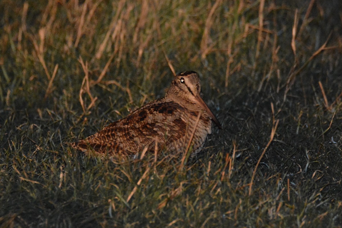 Eurasian Woodcock - ML310546521