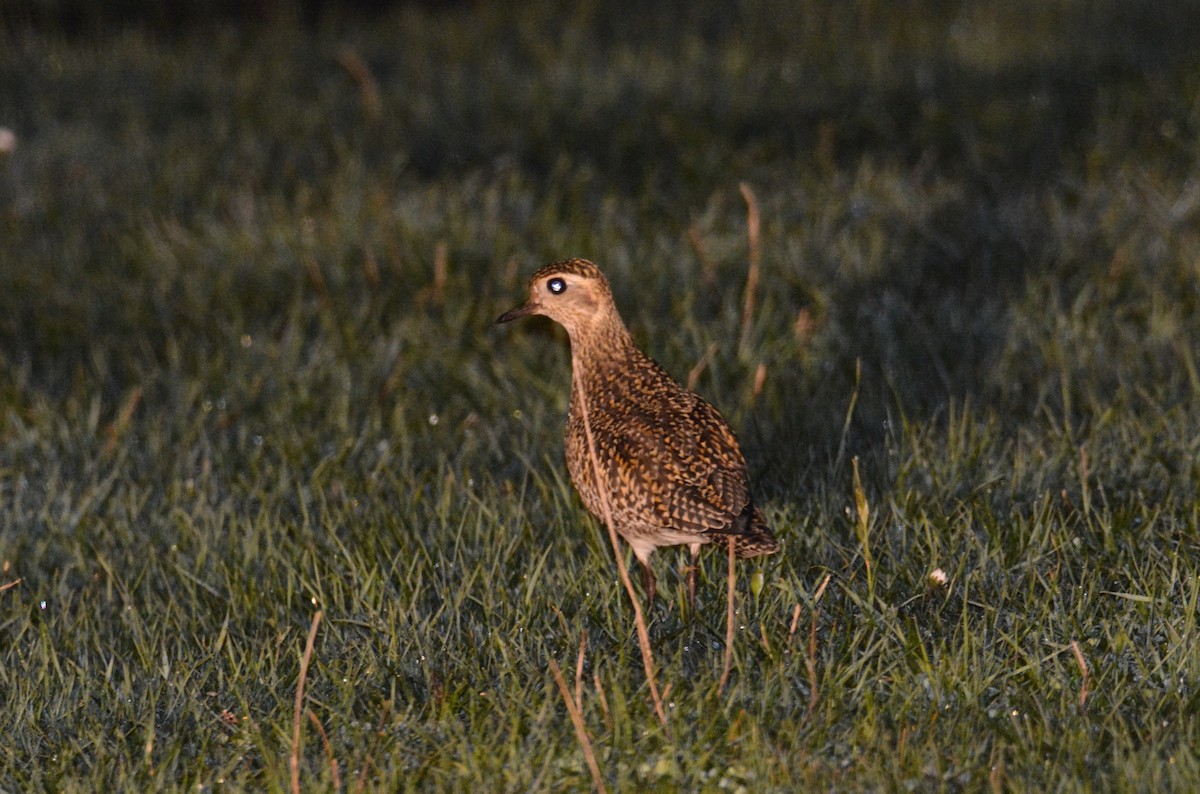 European Golden-Plover - ML310546821