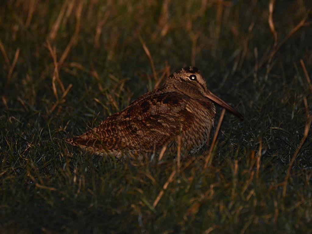 Eurasian Woodcock - ML310547271