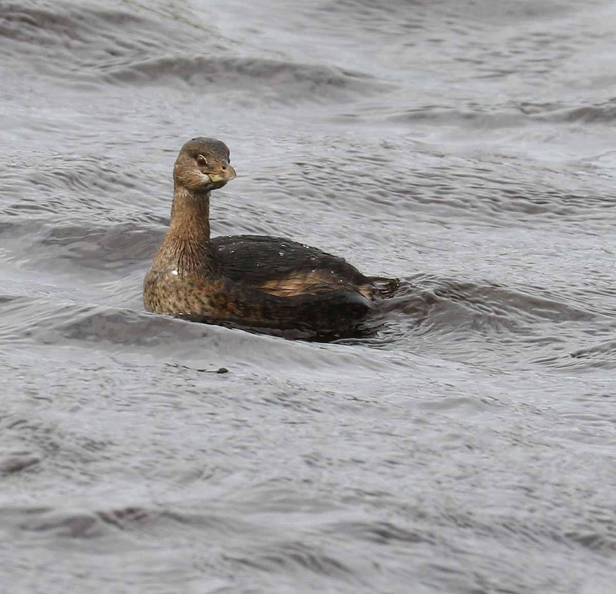Pied-billed Grebe - ML310550101