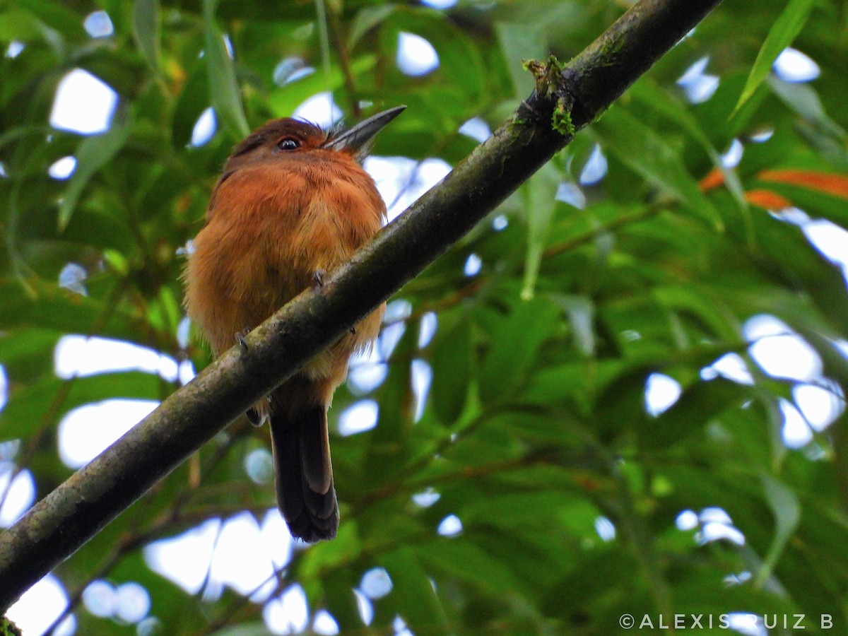 Brown Nunlet - ML310550441