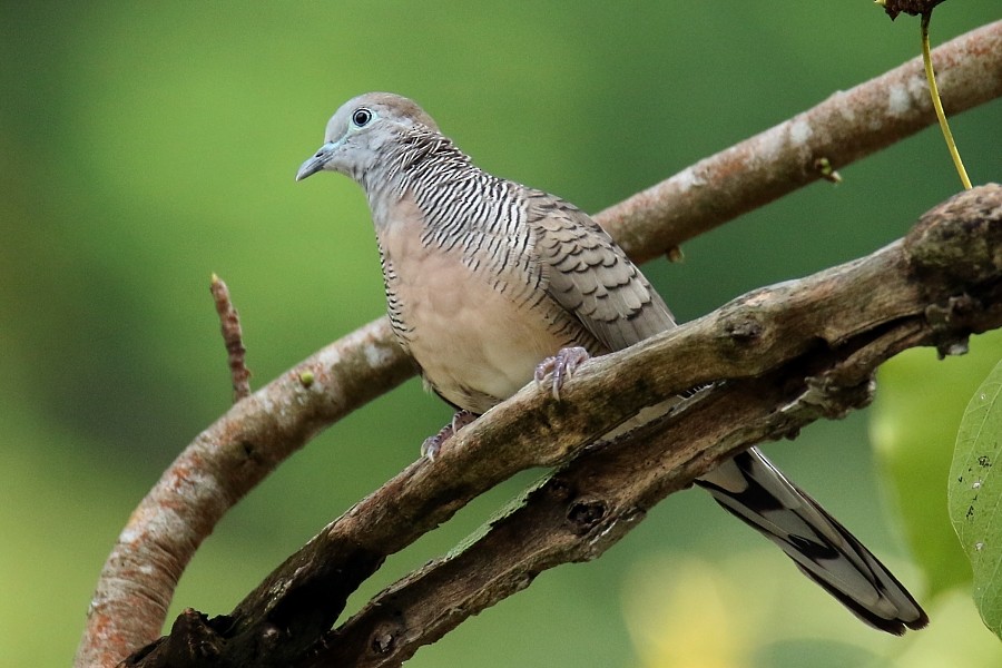 Zebra Dove - Pavel Parkhaev