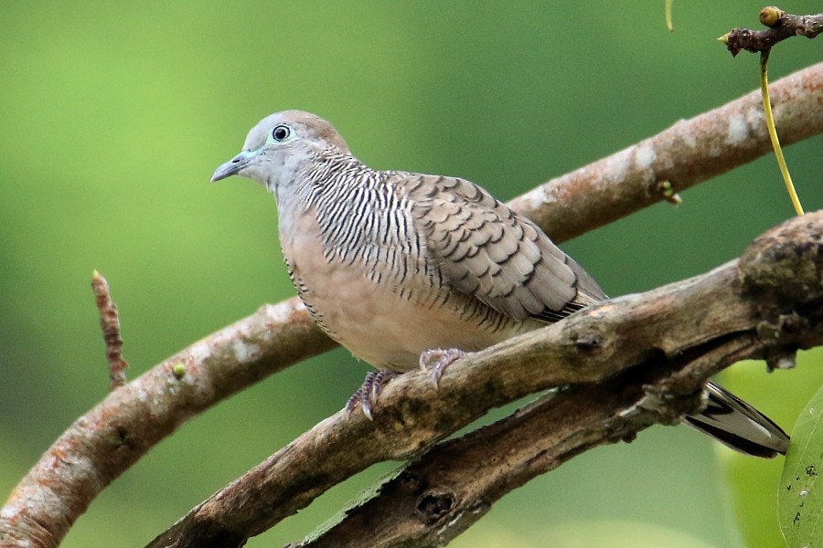 Zebra Dove - Pavel Parkhaev