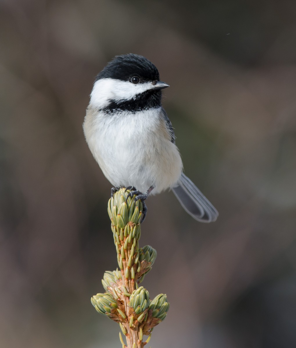 Black-capped Chickadee - ML310554871