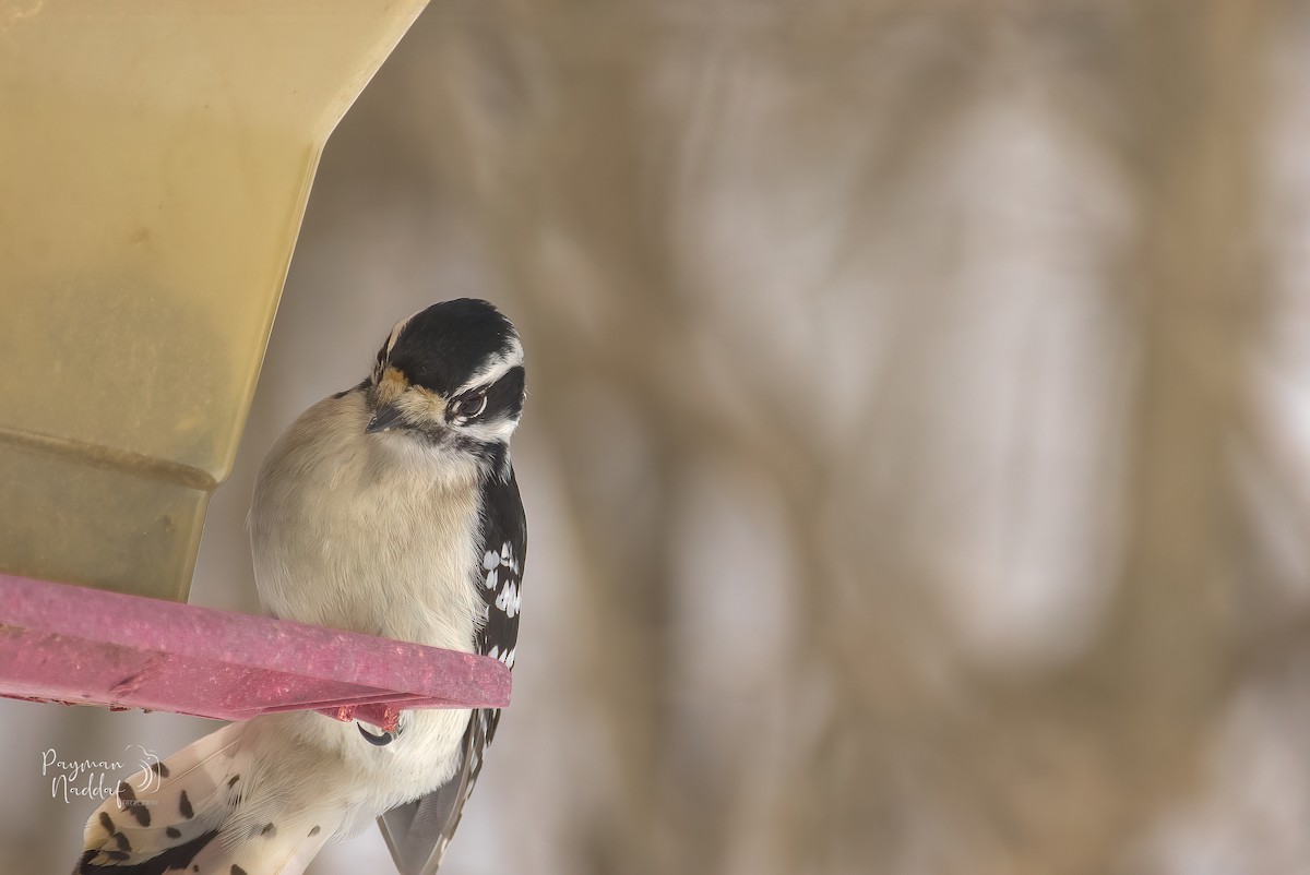 Downy Woodpecker - ML310558351