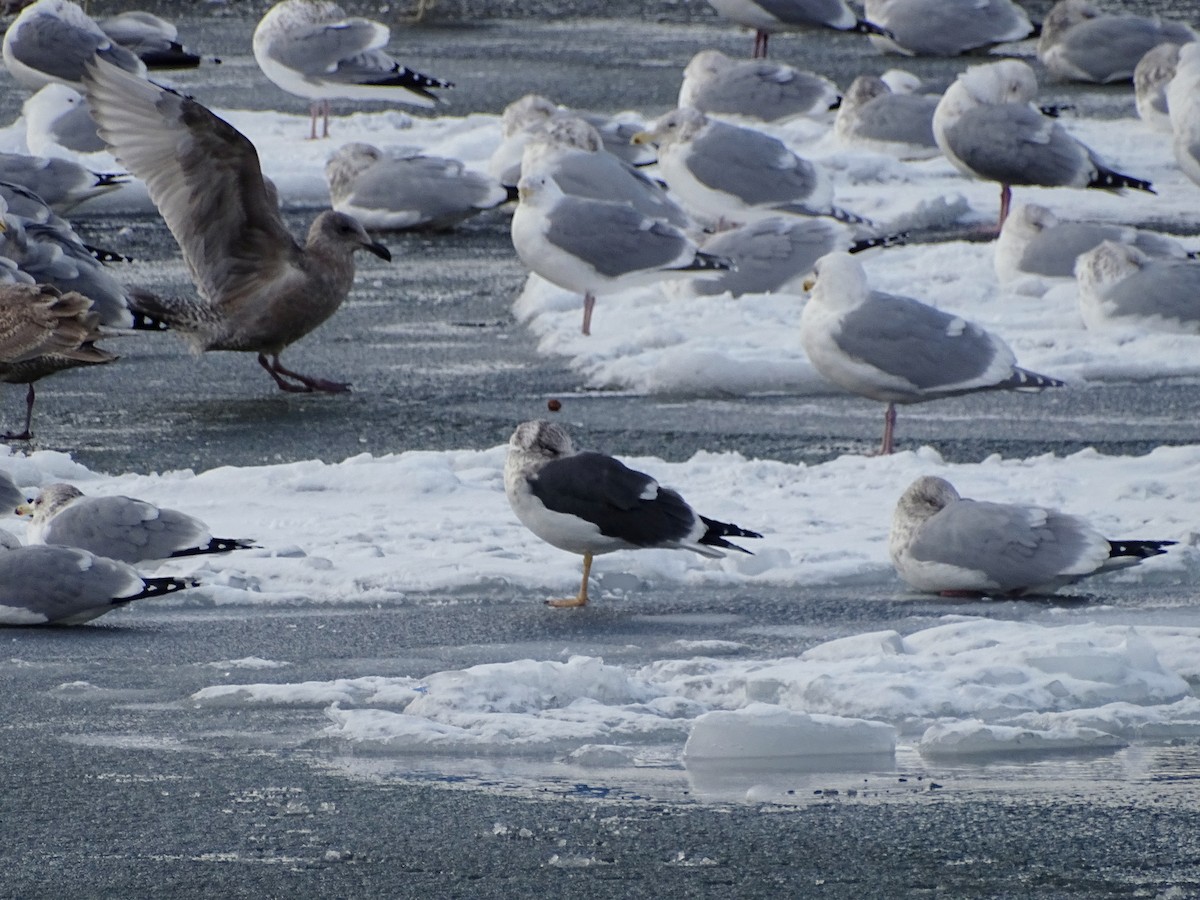 Lesser Black-backed Gull - ML310559351