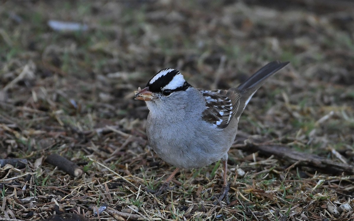 White-crowned Sparrow (Dark-lored) - ML310559821