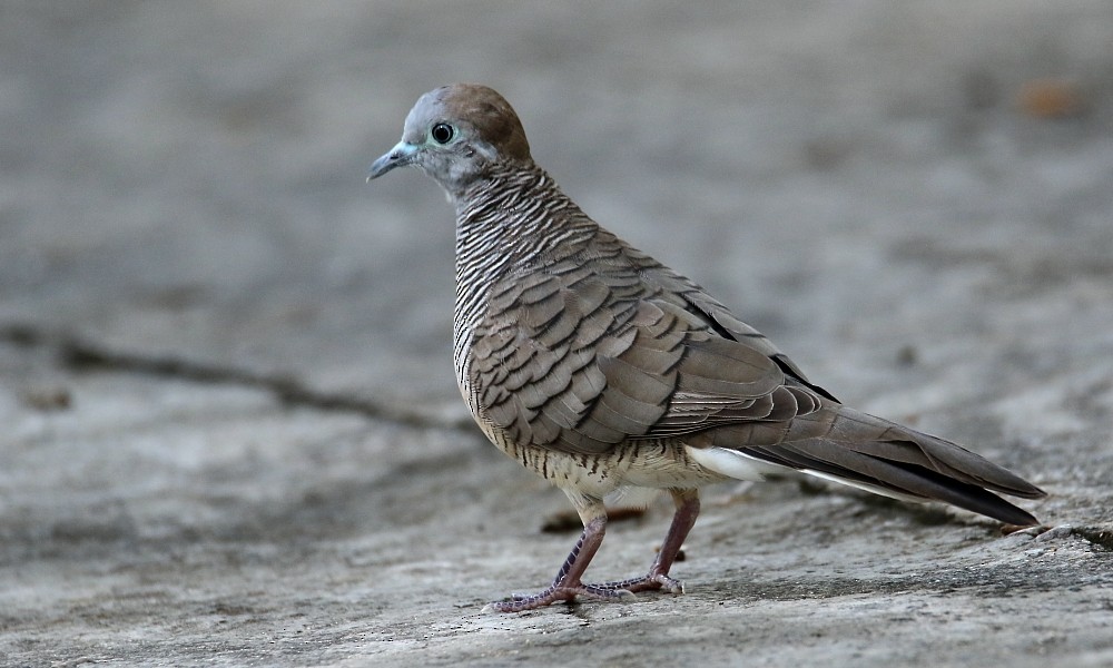 Zebra Dove - Pavel Parkhaev