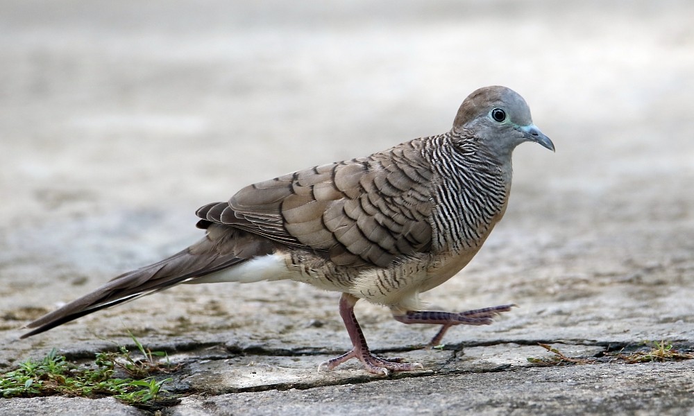 Zebra Dove - Pavel Parkhaev