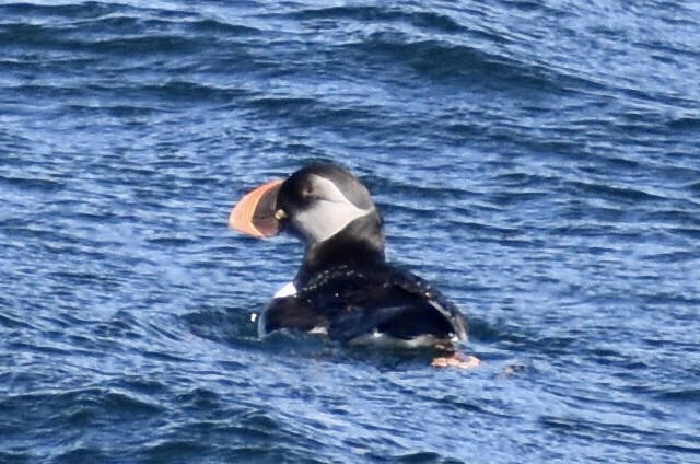 Atlantic Puffin - Steven Weiss