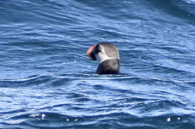 Atlantic Puffin - ML310561931