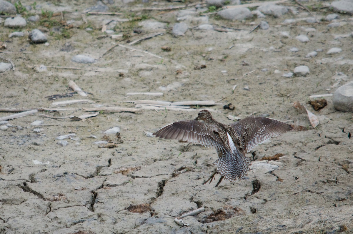 kortnebbekkasinsnipe - ML31056201