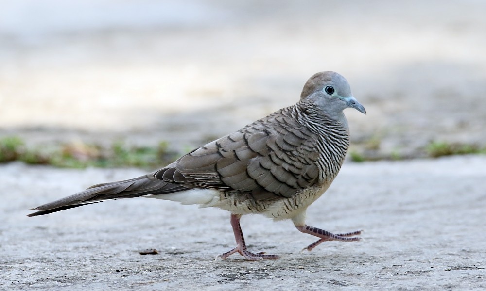 Zebra Dove - Pavel Parkhaev