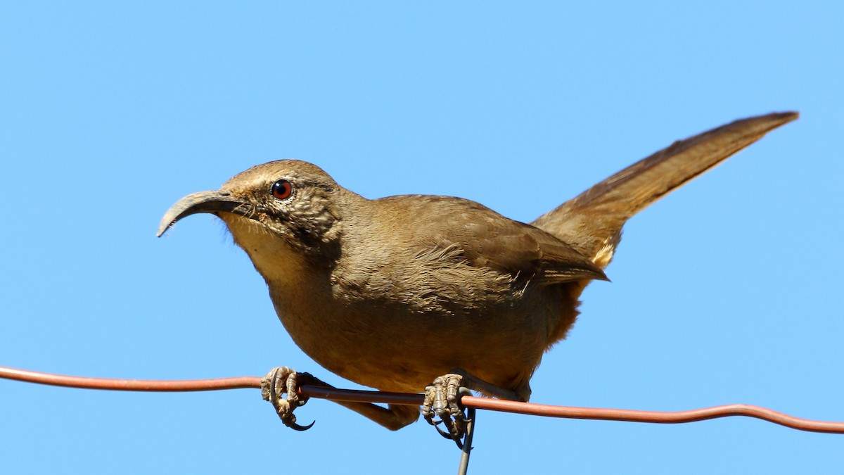 California Thrasher - ML310562621