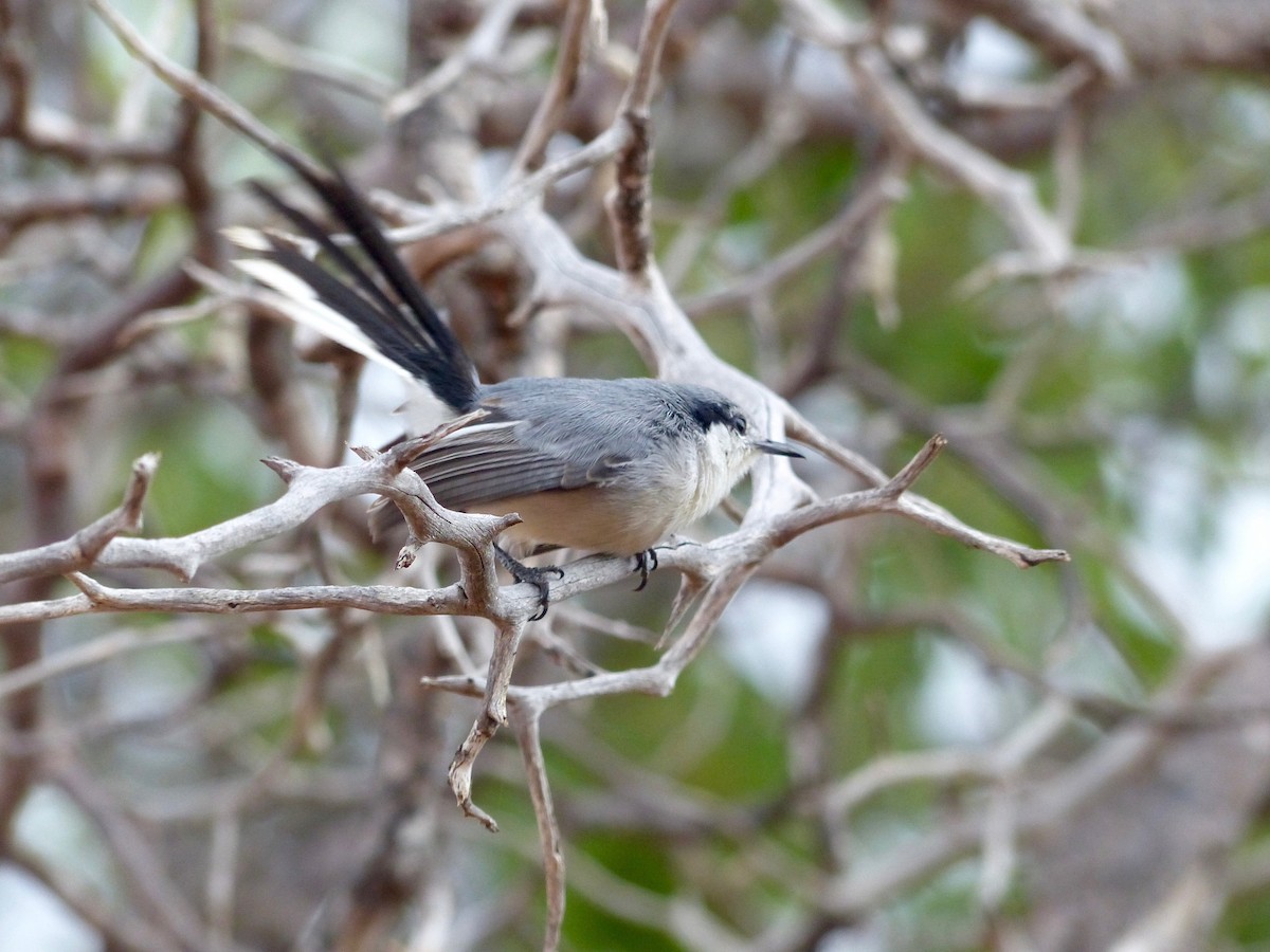 Tropical Gnatcatcher - ML31056301