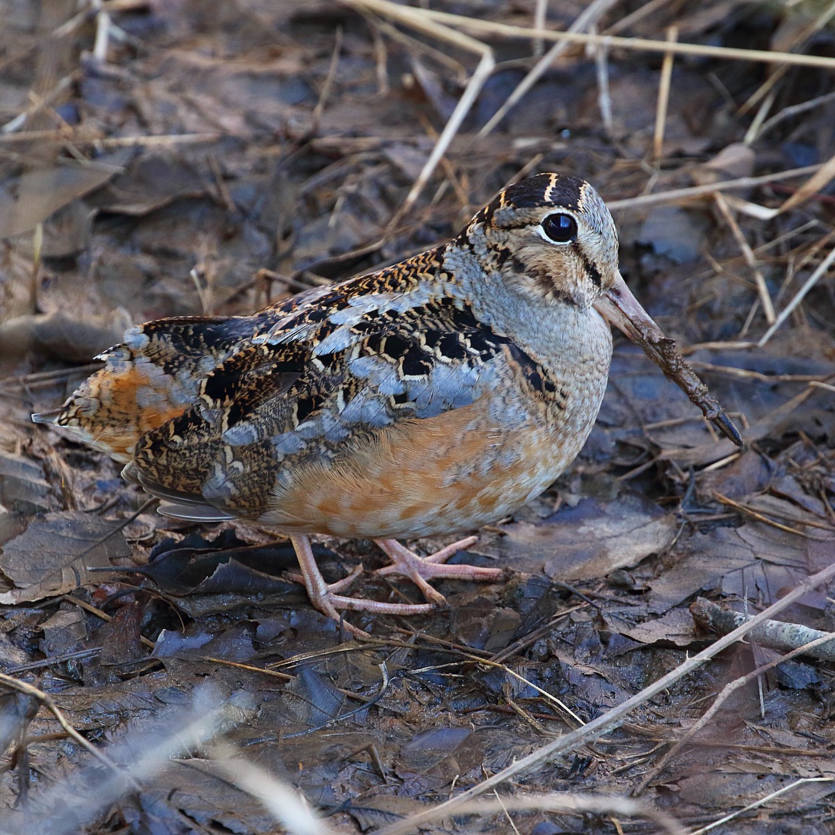 American Woodcock - ML310563531